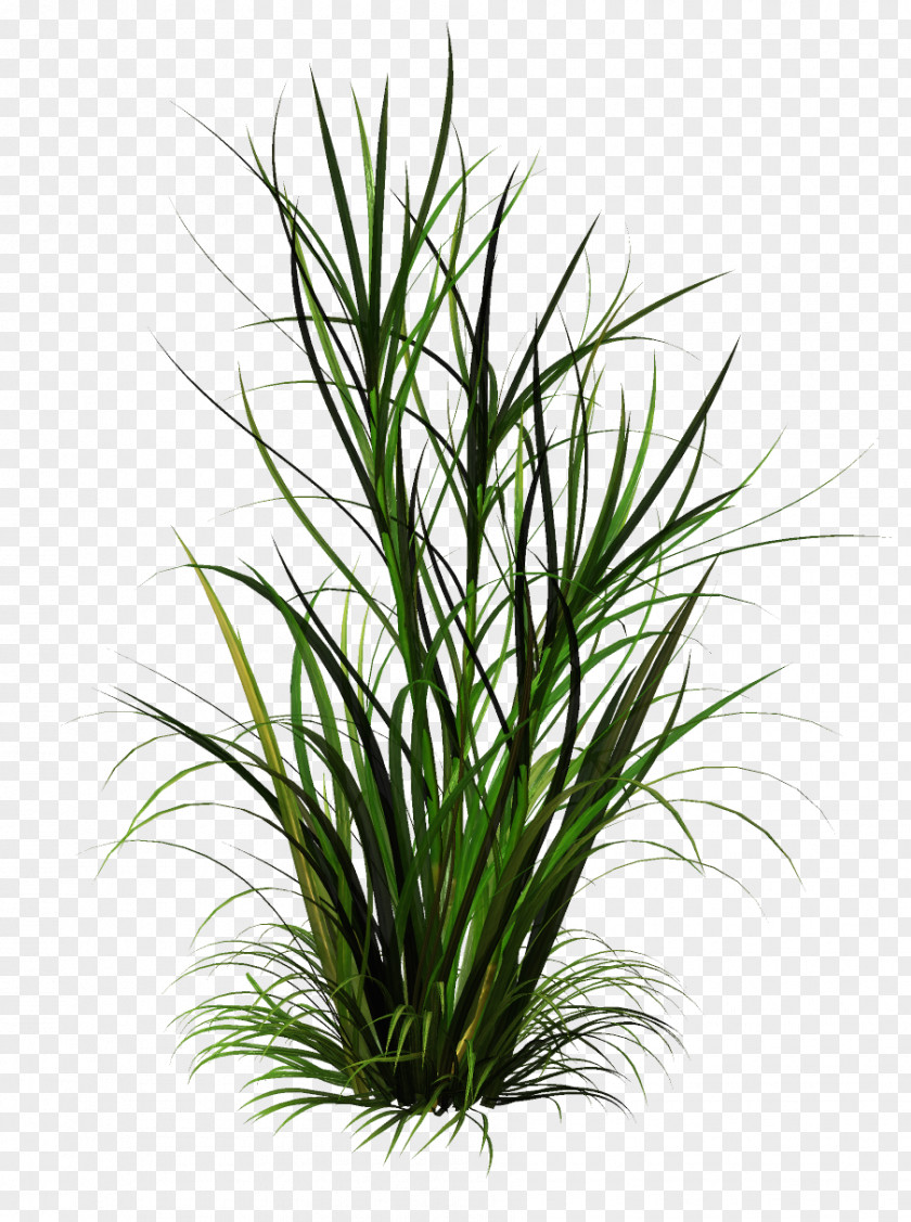 Football Grass Clip Art Image Weed Lawn PNG