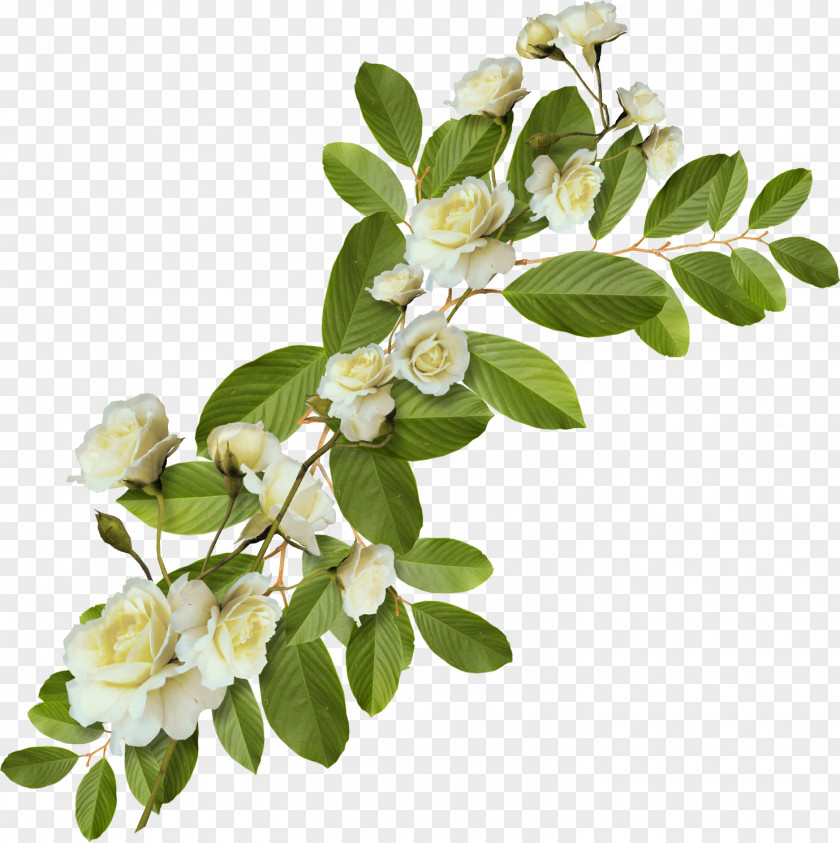 Green Floral Information Digital Image Leaf Clip Art PNG