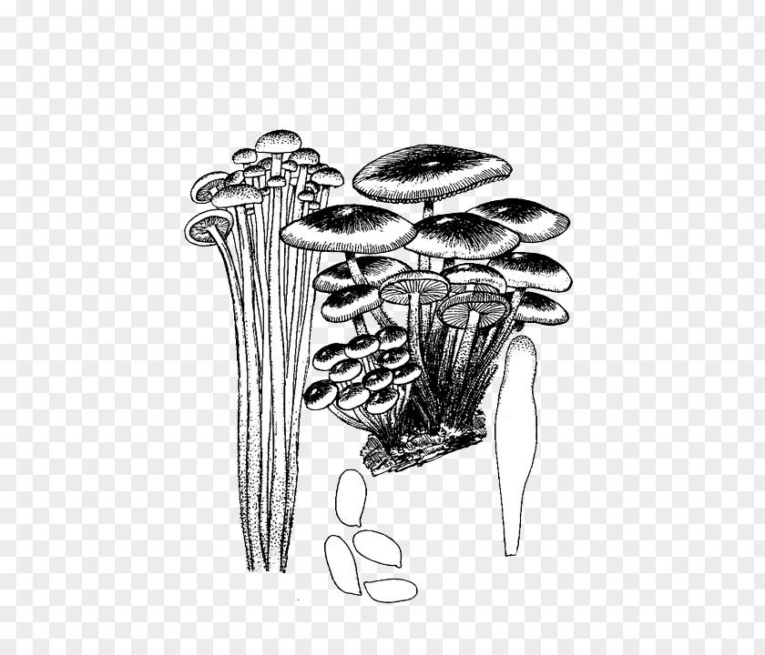 Hand Drawn Mushrooms Pull Material Free Black And White PNG