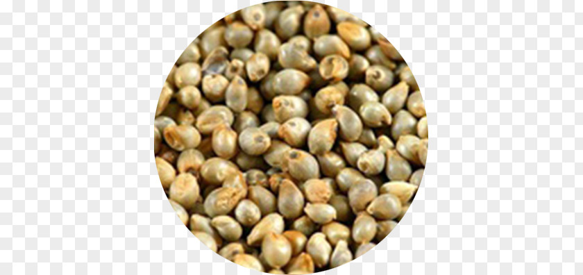 India Pearl Millet Breeding Finger Seed PNG