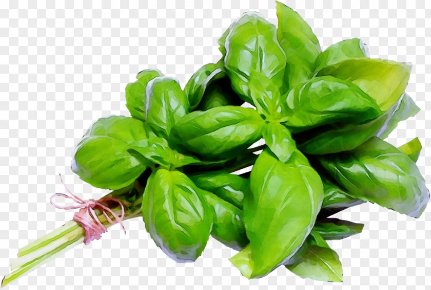 Ingredient Tatsoi Basil Plant Vegetable Food Leaf PNG