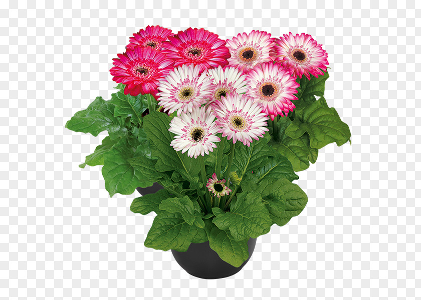 Branding Photo Realistic Transvaal Daisy Cut Flowers Houseplant PNG