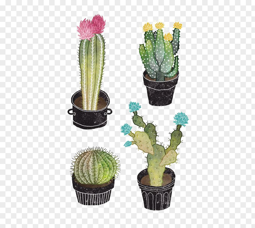 Cactus Cactaceae Succulent Plant Watercolor Painting Illustration PNG