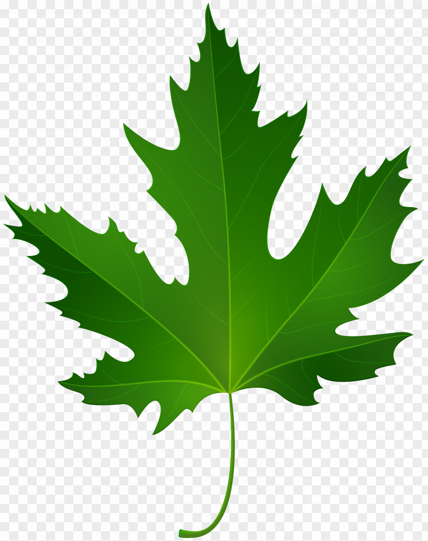 Maple Leaf Green Clip Art PNG