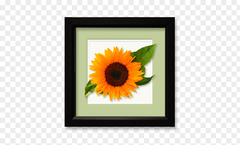 Sunflower Leaf Common Seed Daisy Family Floral Design PNG