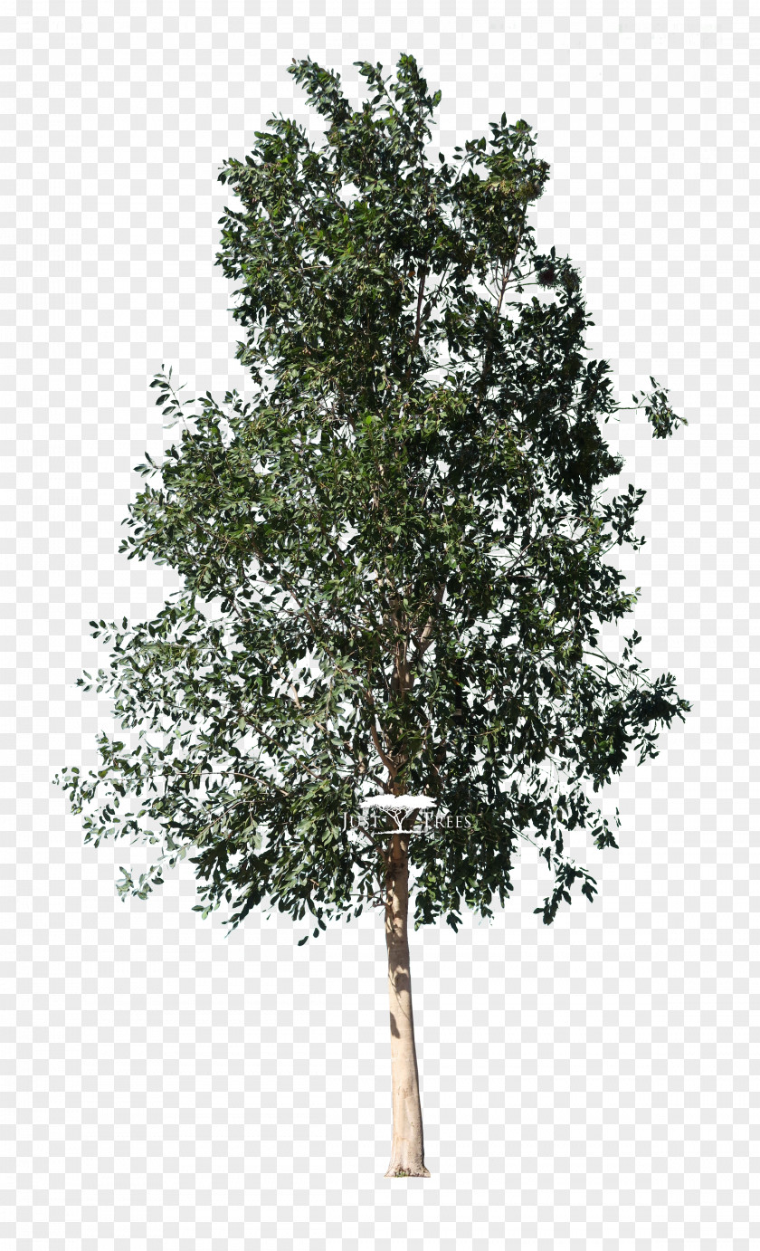 Tree Fir Weeping Fig Fiddle-leaf Ficus Retusa PNG
