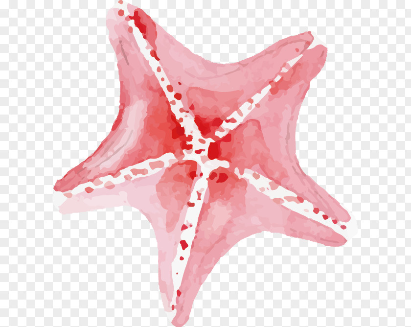 Vector Starfish Pisaster Brevispinus PNG