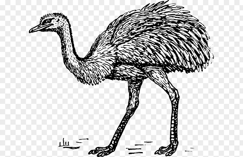 Avestrus Common Ostrich Clip Art Emu Drawing PNG