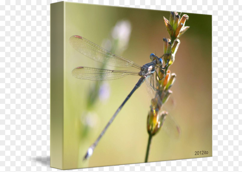 Dragonfly Damselflies Insect Macro Photography PNG