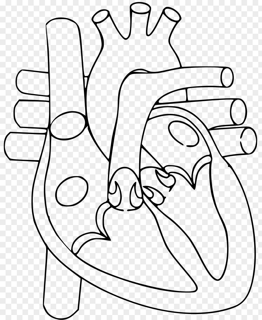 Heart Human Body Anatomy Diagram Circulatory System PNG