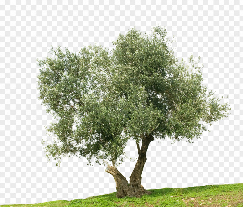 Olives Greek Cuisine Olive Tree Stock Photography Mediterranean Basin PNG