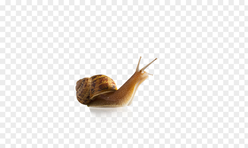Snails Snail Slug Seashell Gastropod Shell Stock Photography PNG