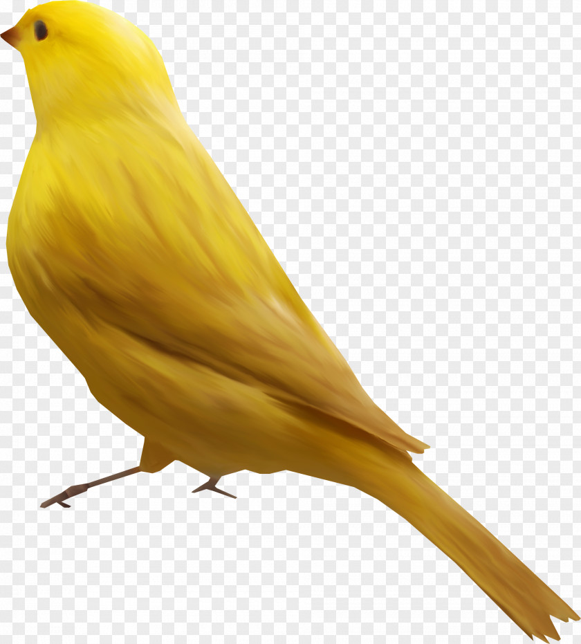 Birds Bird Goose Atlantic Canary Finch PNG