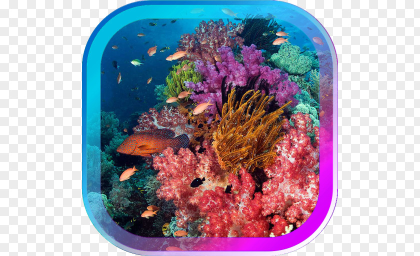 Sea Bunaken World Ocean Coral Reef Underwater Scuba Diving PNG