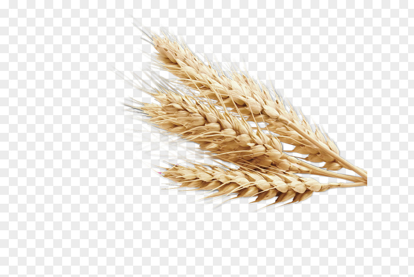 Barley Common Wheat Ear Food Wheatgrass PNG