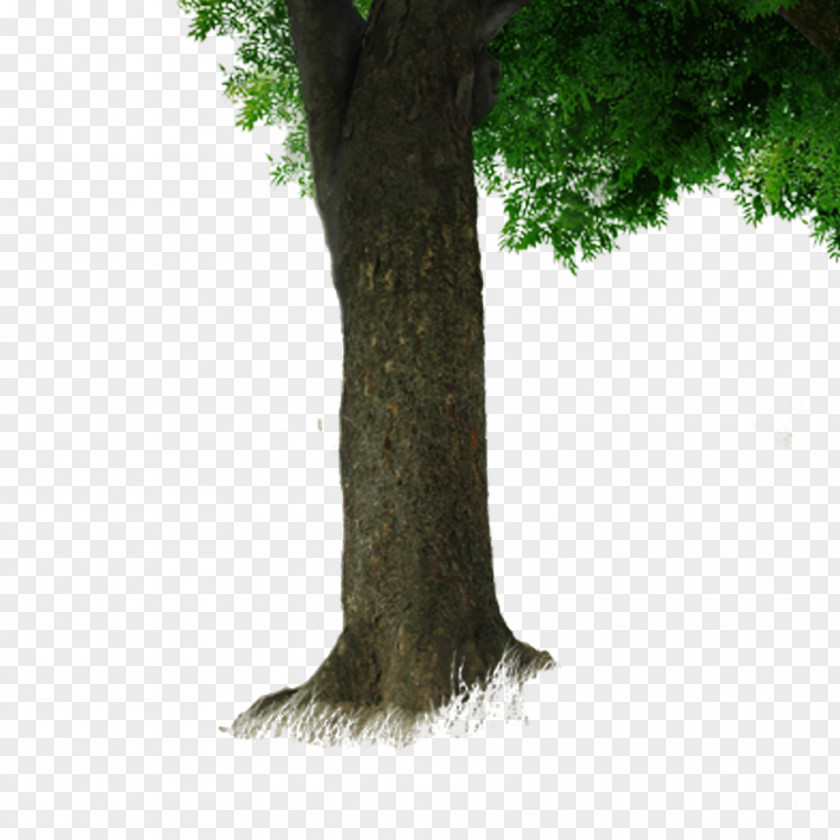 Free Tree Trunk To Pull The Material Branch PNG