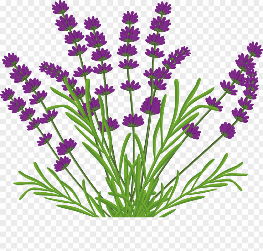 Hand-painted Lavender Bouquet Kuyucak Kxf6yxfc Flower Lamiaceae PNG