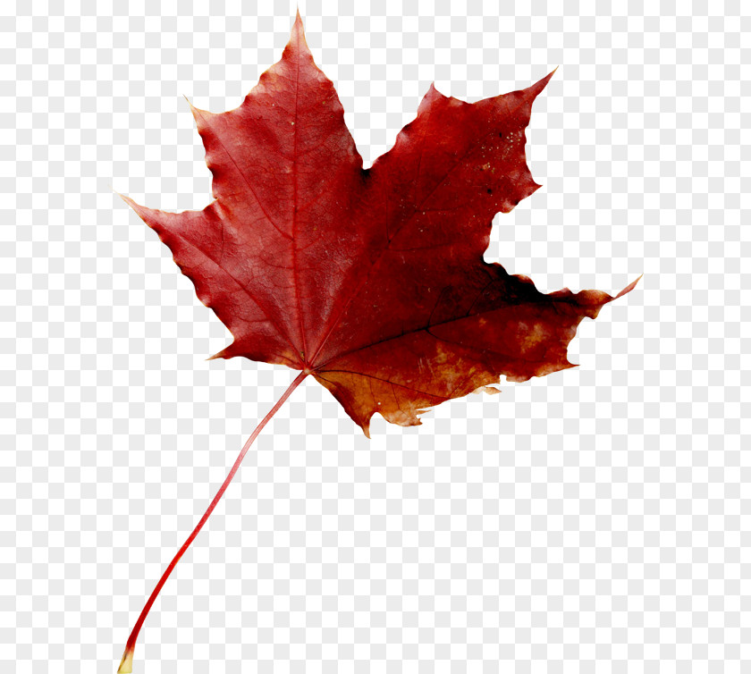 Leaf Maple Red Clip Art PNG