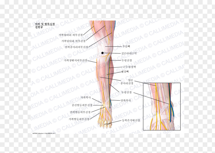 Thumb Nerve Ankle Crus Human Anatomy PNG