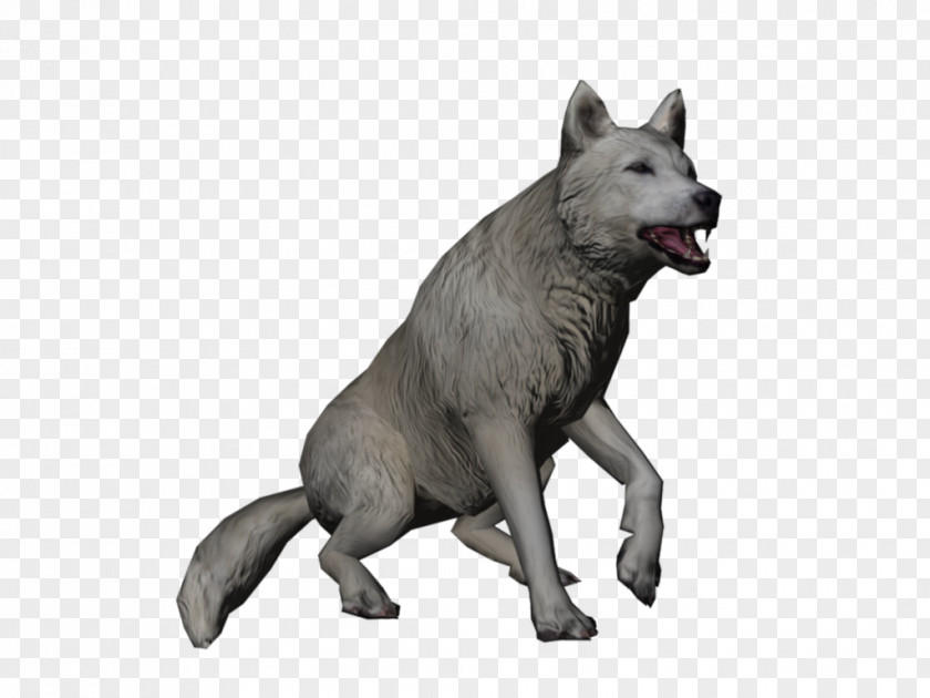 Wolf Saarloos Wolfdog Kunming Czechoslovakian Arctic Hare Alaskan Tundra PNG