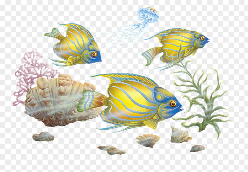 Fish Colourful Fishes Clip Art PNG