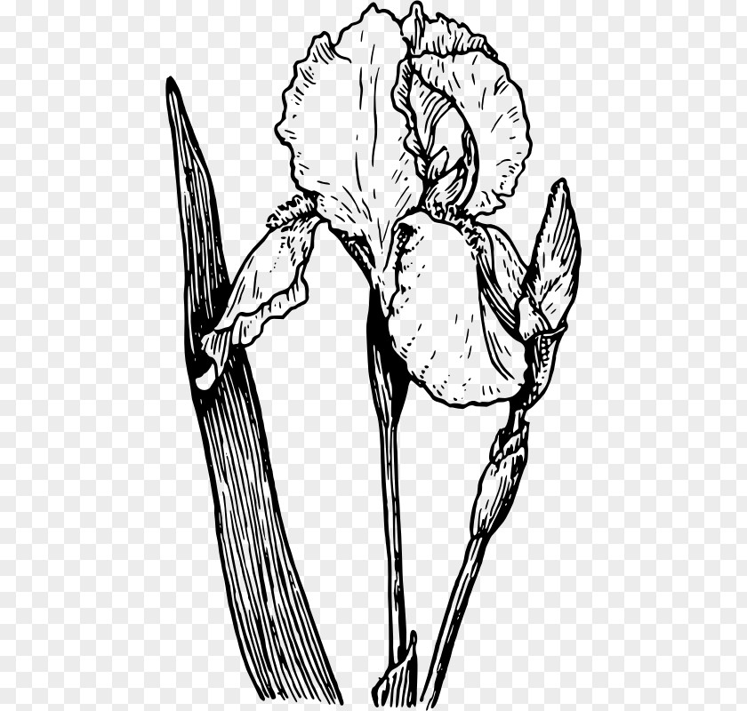 Iris Cliparts Northern Blue Flag Drawing Clip Art PNG