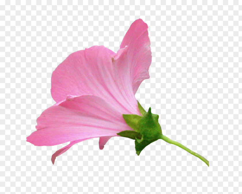 Mallows Pink M Herbaceous Plant Annual PNG