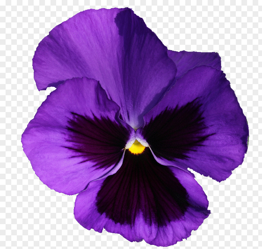 Pansy Violet Purple Flowering Plant Lilac PNG
