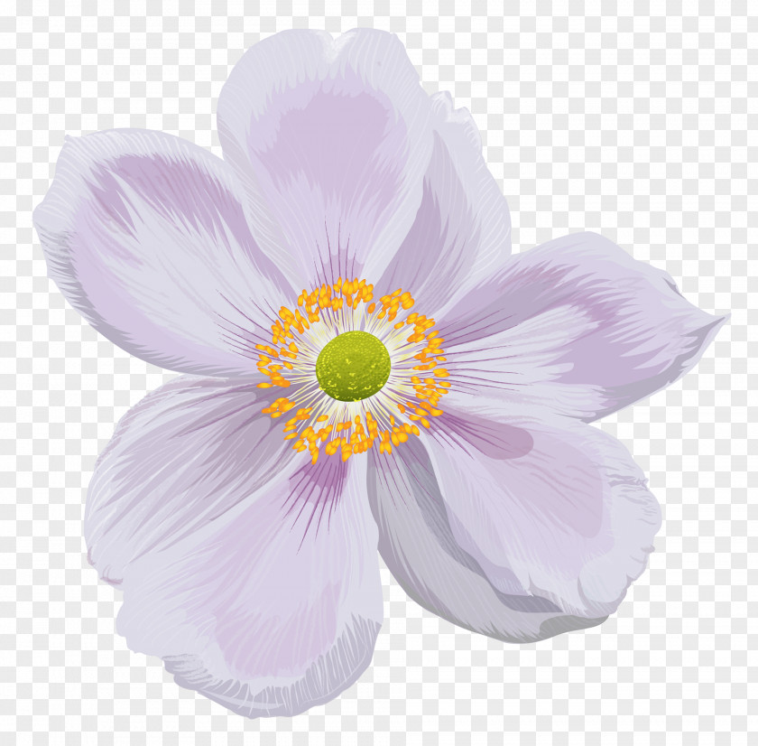 Perennial Plant Wildflower Background Flower PNG