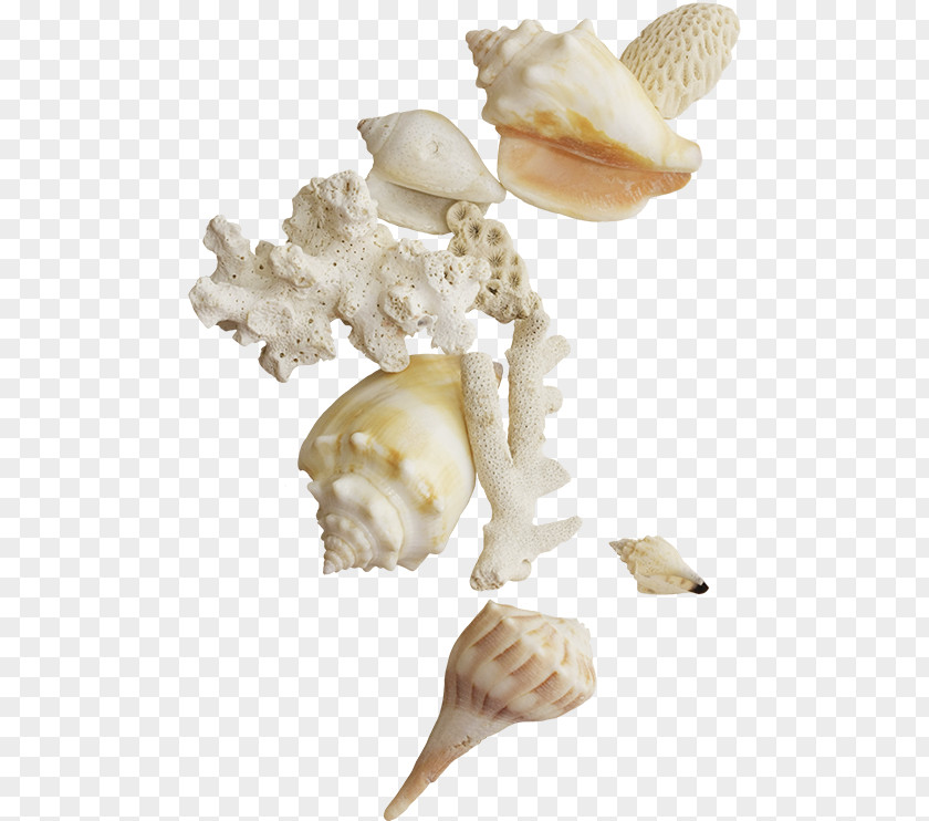 Seashells Seashell Clip Art PNG