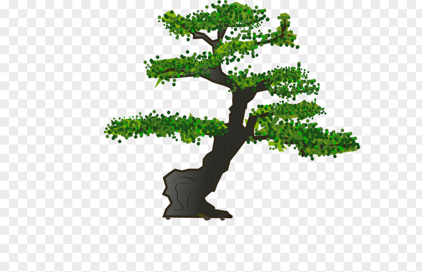 Tree Bonsai Sageretia Theezans Clip Art PNG