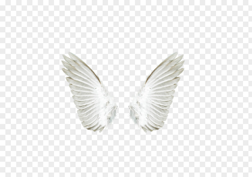 White Angel Wings Download PNG