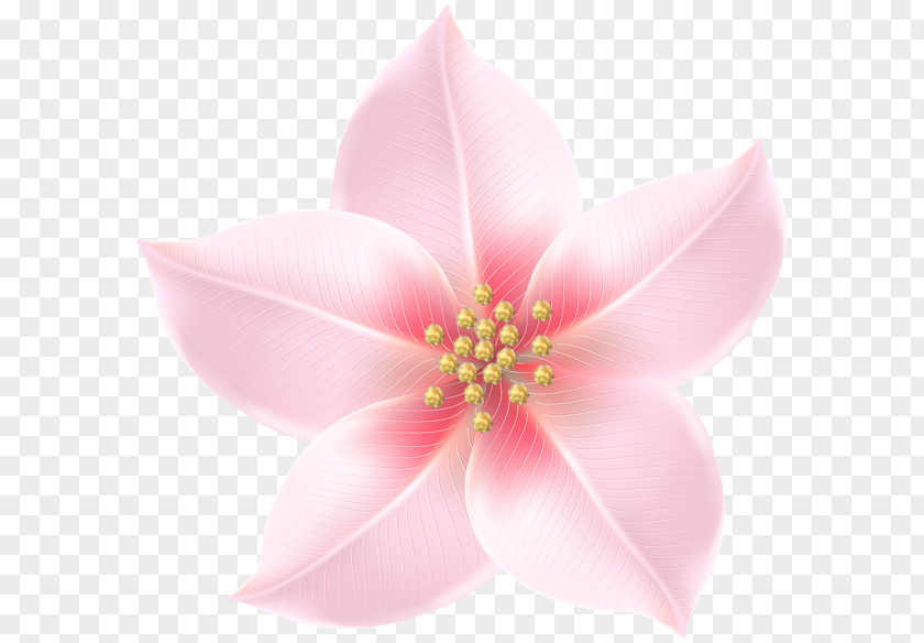 Flower Decorative Clip Art Image Transparency PNG