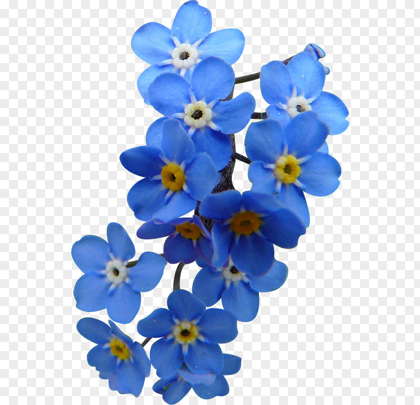 Flower Sky Blue Petal Clip Art PNG