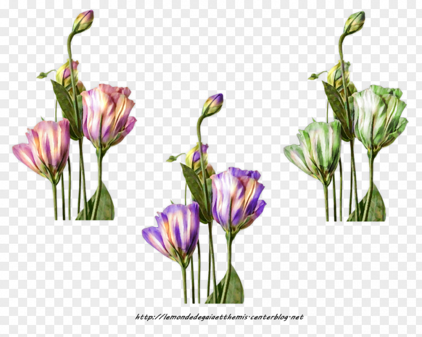 Tulip Cut Flowers Petal PNG