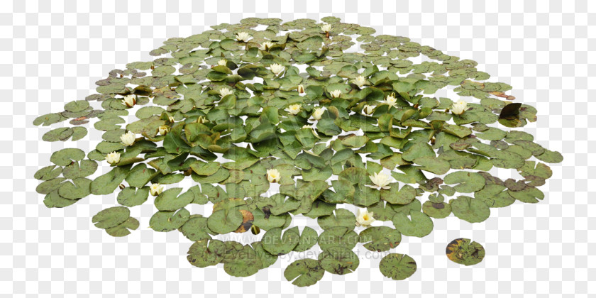 Water Pond Aquatic Plants Lily Lilies PNG