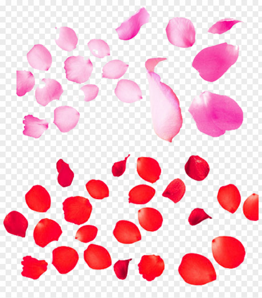 White Rose Petals Picture Material Beach Petal Flower PNG