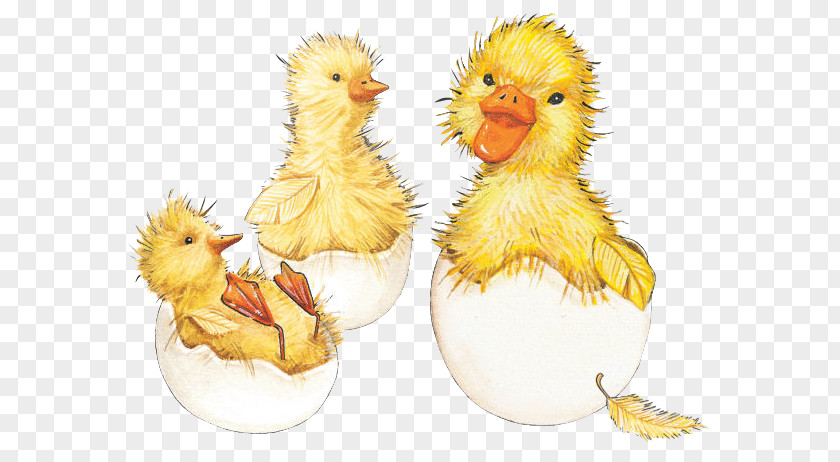 Chick Hatching Paper Easter Bunny Chicken Duck PNG