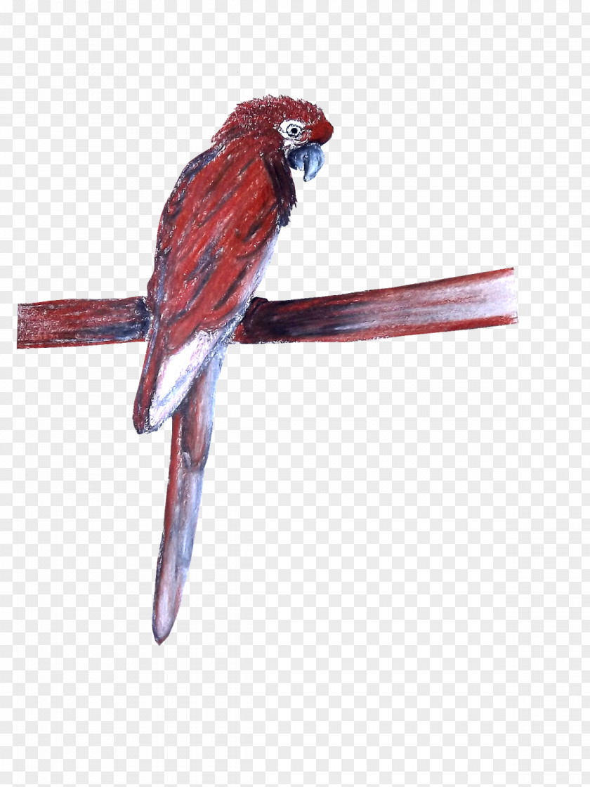 Feather Macaw Endemism Beak Animal PNG