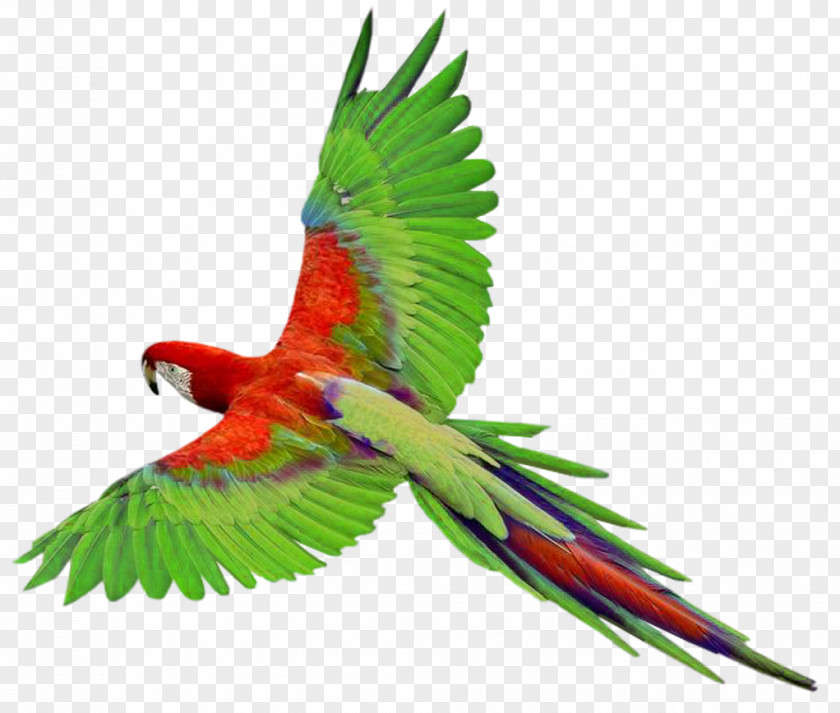 Flying Green Parrot Images, Free Download Bird Flight Parrots PNG