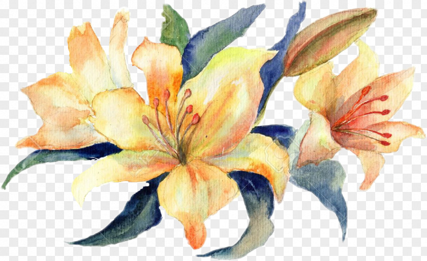 Painting Watercolour Flowers Watercolor Stock Photography Lilium PNG