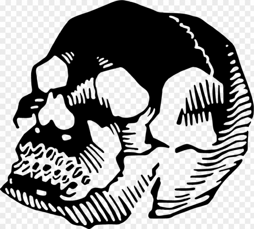 Skull Jaw Human Behavior Line Art Animal Clip PNG