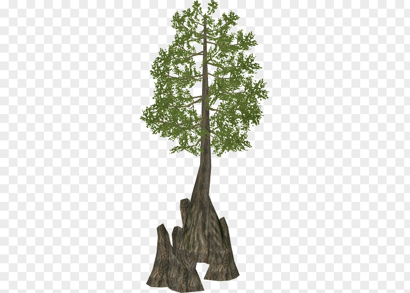 Swamp Zoo Tycoon 2 Mediterranean Cypress Bald Tree Wiki PNG