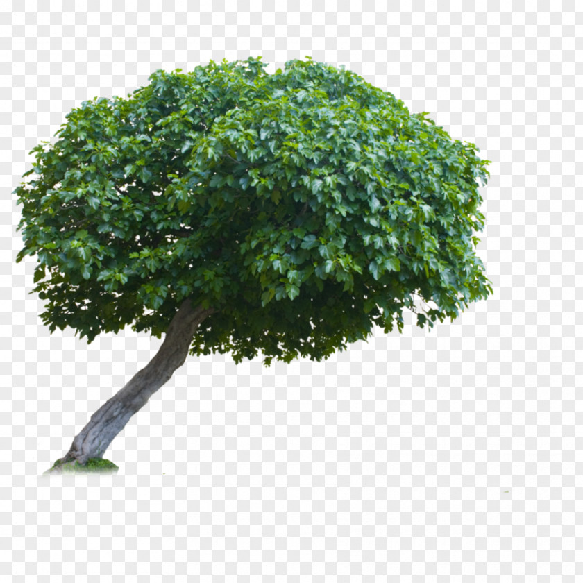 Tree Tran PNG
