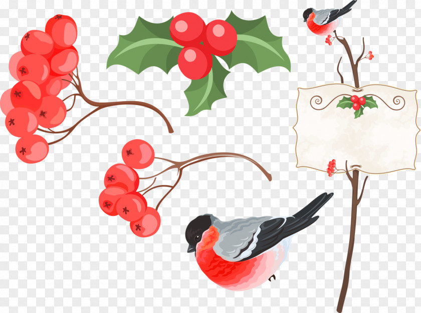 Watercolor Birds Bird Information Clip Art PNG
