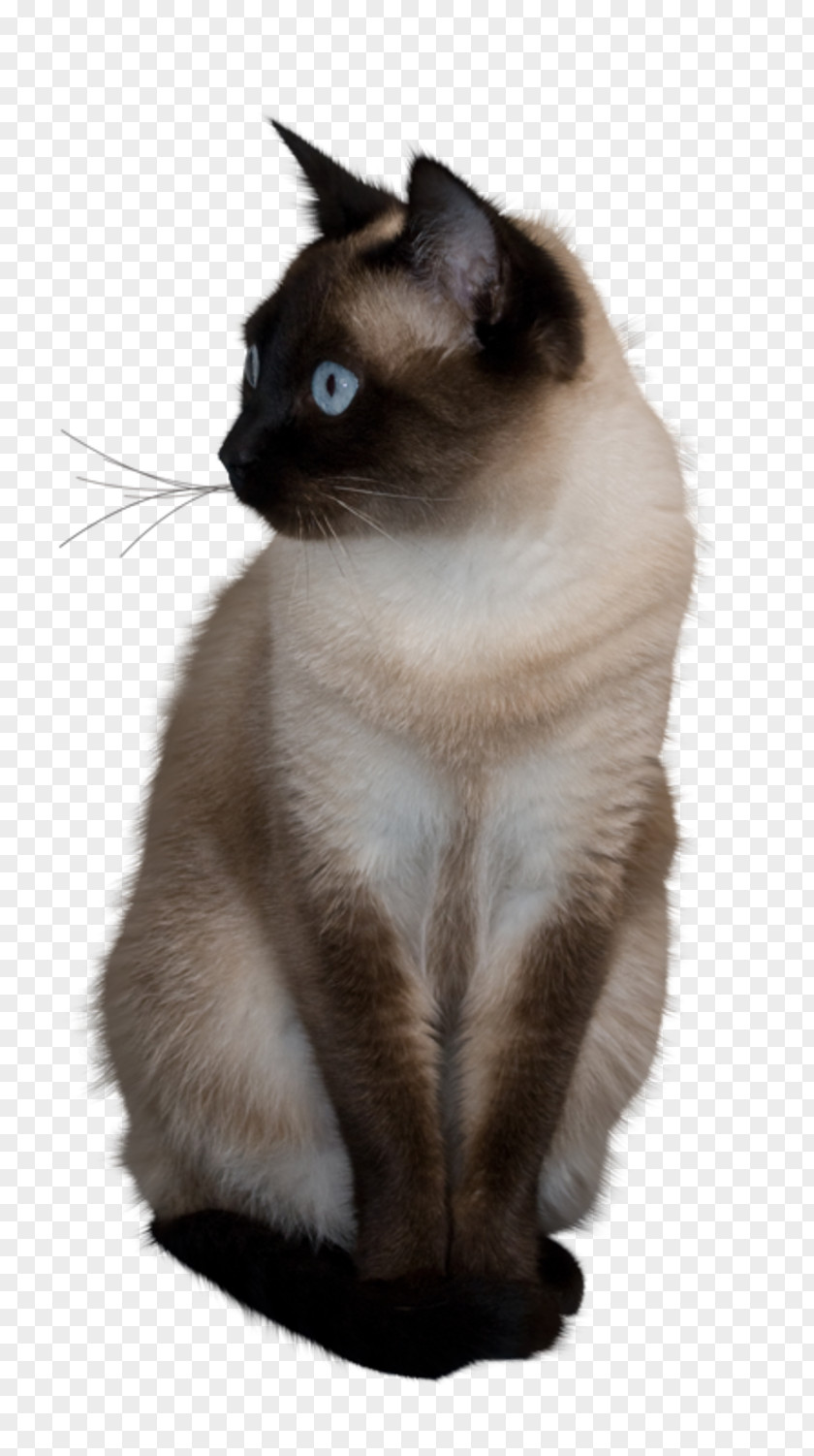 Chatting Siamese Cat Pub Quiz Trivia Animal PNG