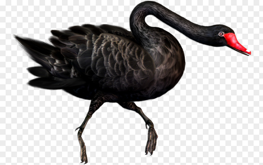 Duck Black Swan Rock Dove PNG