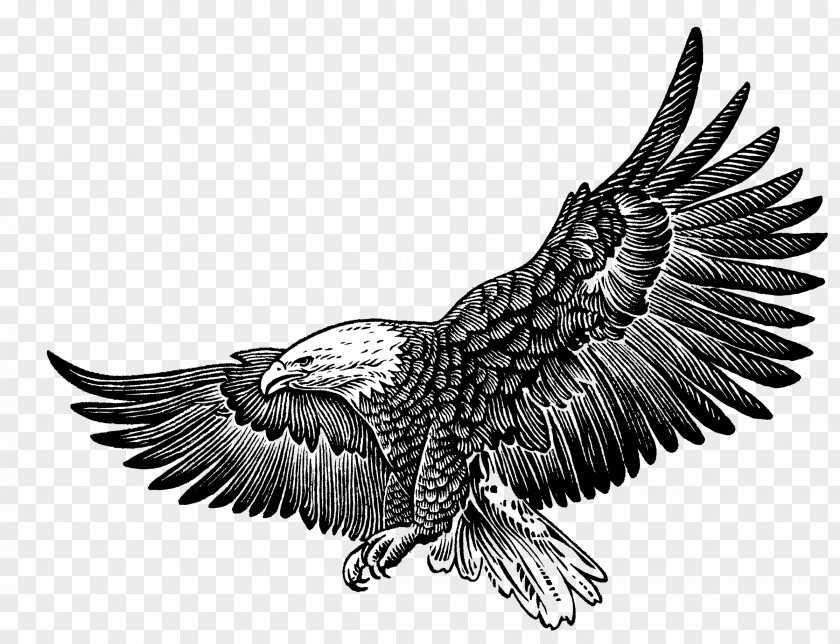 Golden Eagle Philadelphia Eagles Bald T-shirt Fly, Fly Gift PNG