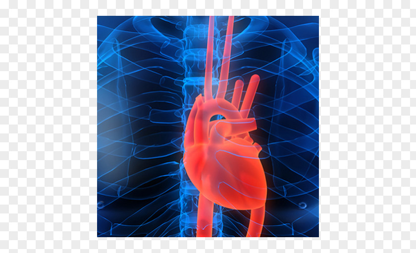 Heart Cardiovascular Disease Cardiology Cardiac Imaging Acute Myocardial Infarction PNG
