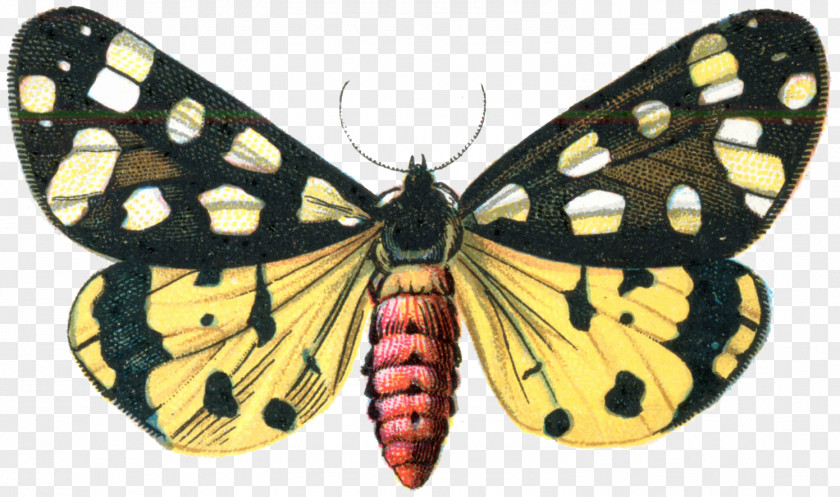Moth Butterfly Digital Image Clip Art PNG